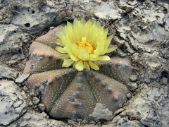 Astrophytum asterias