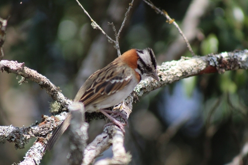 Rufous-collared Sparrow