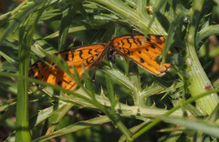 Melitaea acentria