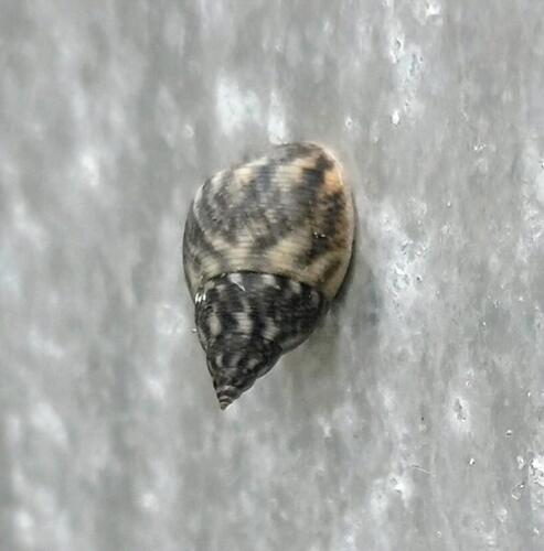 Littorina scabra observed 2026-10-03