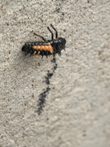 Asian Lady Beetle
