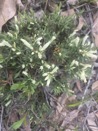 Styphelia pallida observed 2026-10-04