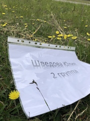 Pilosella officinarum