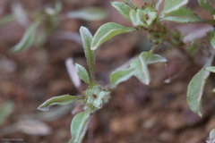 Hesperevax sparsiflora