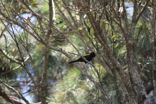 Golden-winged Cacique