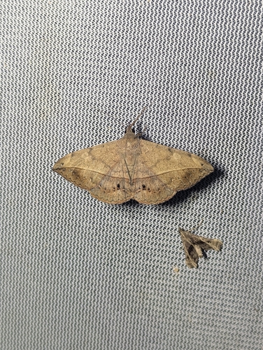 Velvetbean Caterpillar Moth photo 3