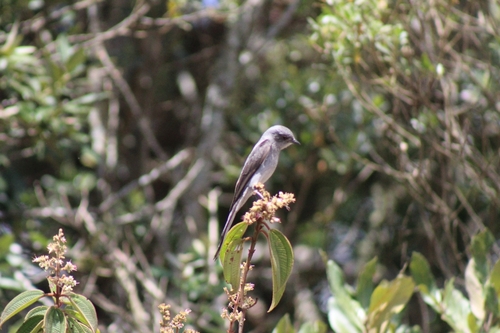 Shear-tailed Gray Tyrant
