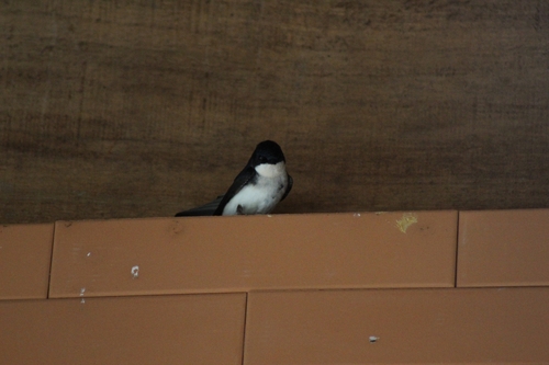 Blue-and-white Swallow
