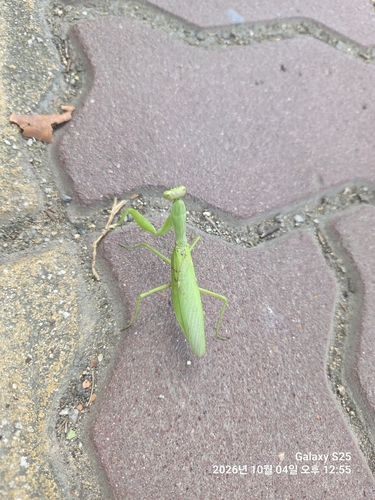 Giant Asian Mantis