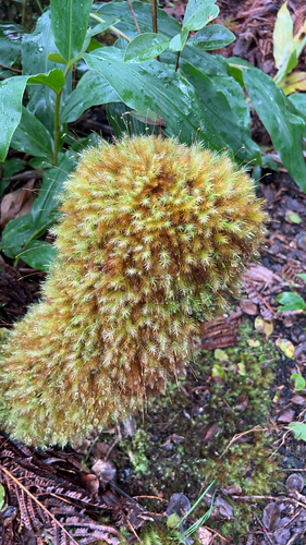 Pyrrhobryum spiniforme, 2026-10-03