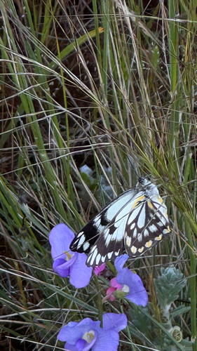 Caper White