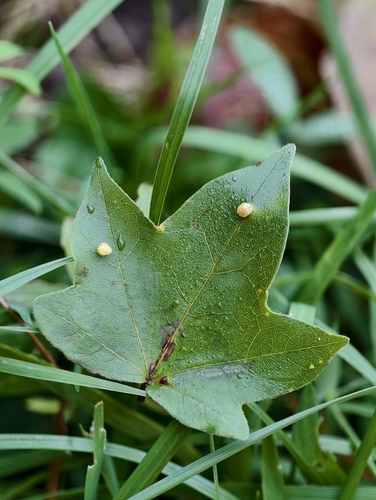 solitary maple leaf gall mite