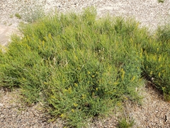 Parryella filifolia