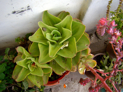 Echeveria pallida