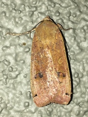Noctua pronuba
