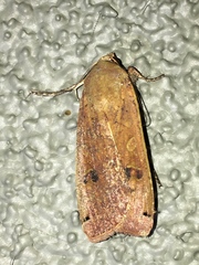 Noctua pronuba