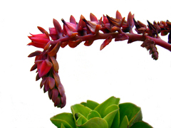 Echeveria pallida