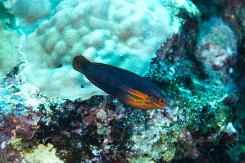Halichoeres biocellatus observed 2026-10-01