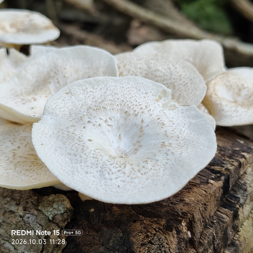 Lentinus squarrosulus observed 2026-10-03
