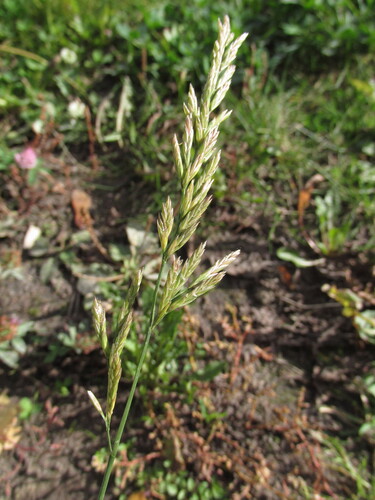 Lolium pratense observed 2026-10-03