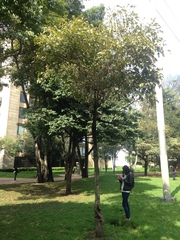 Citharexylum subflavescens