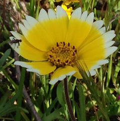 Layia platyglossa