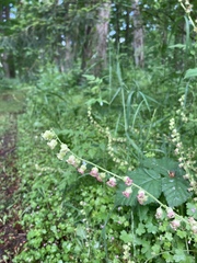 Tellima