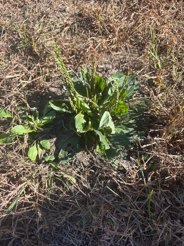 American plantain