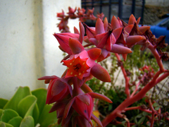 Echeveria pallida