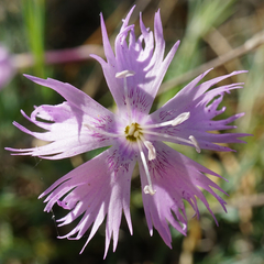Dianthus plumarius neilreichii