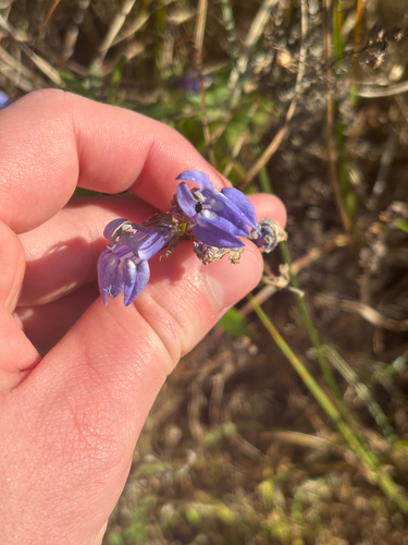 great blue lobelia