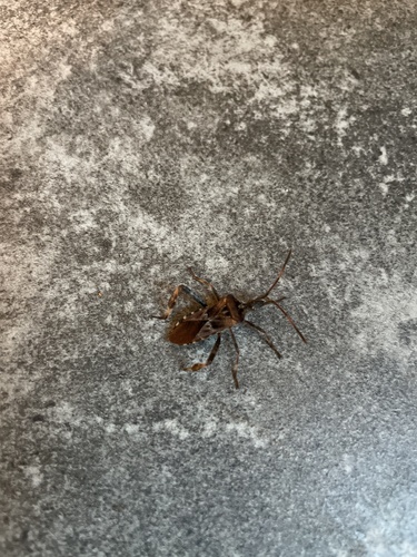 Western Conifer Seed Bug