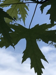 Acer saccharinum