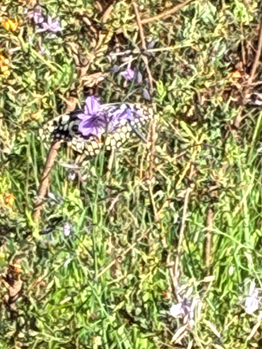 Lime Swallowtail