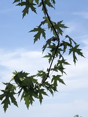 Acer saccharinum
