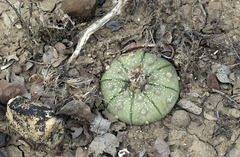 Astrophytum asterias