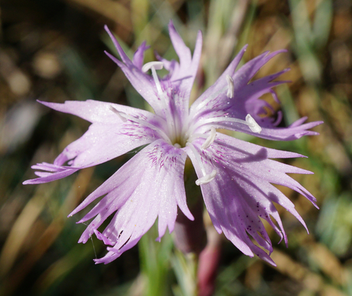 Image of Dianthus plumarius by (c) Patrick Hacker, some rights reserved (CC BY)