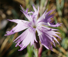Dianthus plumarius neilreichii