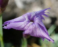 Dianthus plumarius neilreichii
