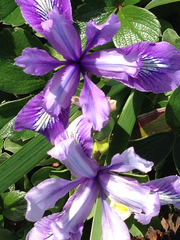 Iris douglasiana