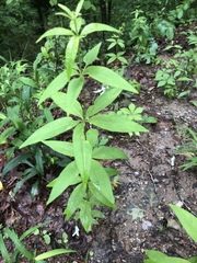 Lysimachia quadrifolia