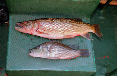 Purpleface largemouth (Serranochromis macrocephalus) — Cichlidae — 4