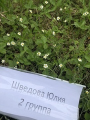 Fragaria vesca