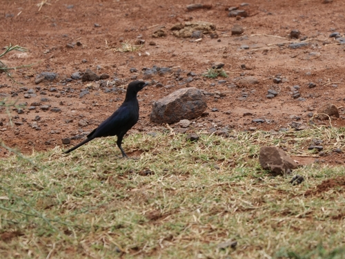 iNaturalist image