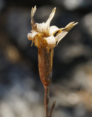 Dianthus plumarius neilreichii