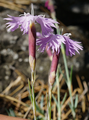 Dianthus plumarius neilreichii