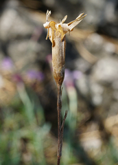 Dianthus plumarius neilreichii