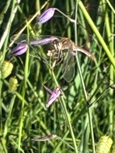 Wandering Percher