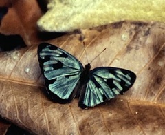 Dynamine postverta mexicana