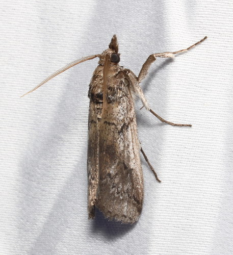 Eastern Cactus-boring Moth photo 5